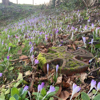 Partially overgrown terracotta cross surrounded by bluebells