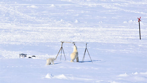 Photo of two polar bears investigating two tripods on the snow in the North Pole