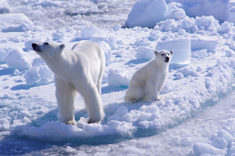 Photo of a mother polar bear and her cub on the ice in the North Pole