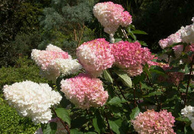 A close-up view of a Hydrangea shrub with large, rounded clusters of pink and white flowers.