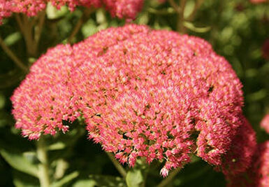 A close-up view of a Sedum 'Autumn Joy' plant in full bloom. The plant has a large, flat-topped cluster of vibrant pink flowers
