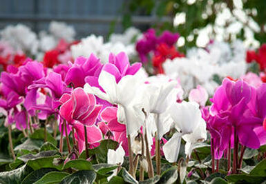 A colourful display of Cyclamen plants in bloom, showcasing a variety of pink and white flowers.