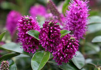 A close-up view of Hebe 'Red Edge' in bloom. The plant has dark green leaves and clusters of vibrant purple flowers.