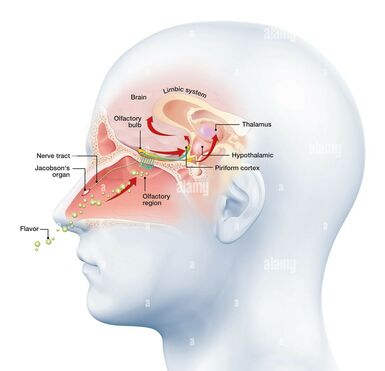 This is a 3d illustration showing the function of the olfactory sense on a human
