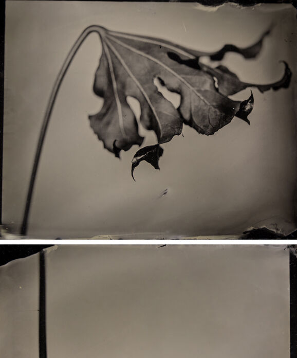 Black and white tintype image of a fig tree leaf