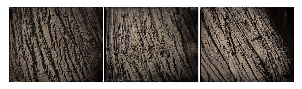 Black and white tintype image of tree bark