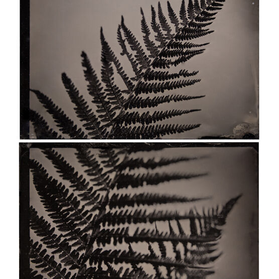 Black and white tintype image of a fern leaf