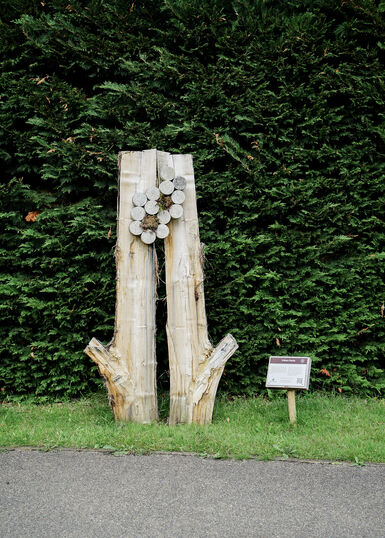 Dissected tree trunk featuring a sculptural habitat made from concrete