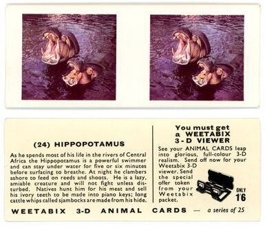 Above is two identical images of two hippos standing in a river with their mouths agape, underneath there is a description card explaining how to use a stereoscope and some facts about hippos