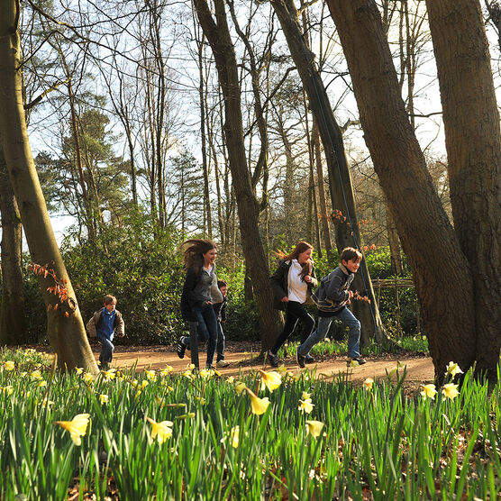 A photograph of children running through the woods laughing and smiling with daffodils blooming in the foreground