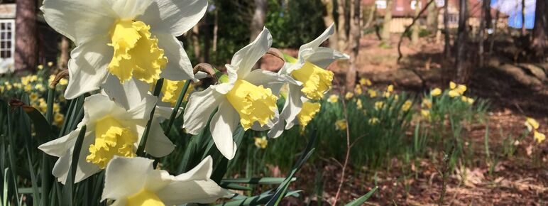 A close up of white and yellow daffodils in the woodlands at Limnerslease