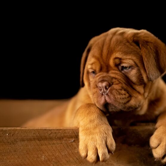 A sleepy pug puppy in a cardboard box