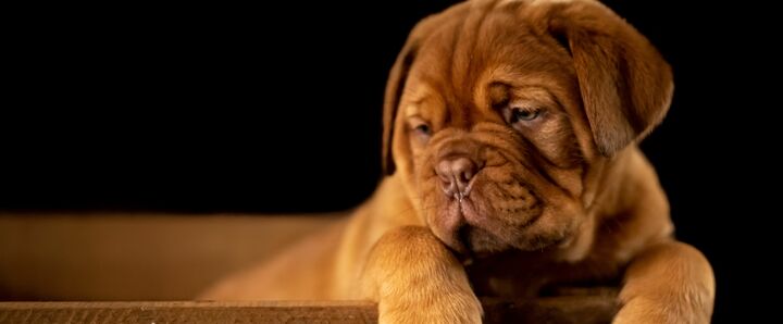 A sleepy pug puppy in a cardboard box