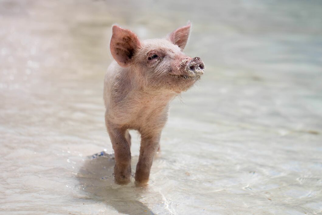A friendly piglet