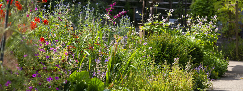 Brightly coloured flower bed in full bloom