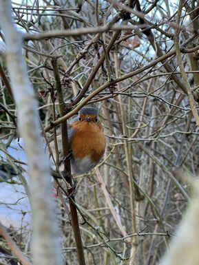 Robin on branch looking towards camera