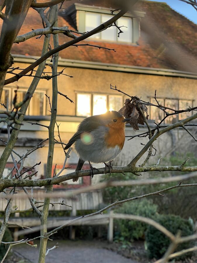 A robin sits on a branch outside the gallery