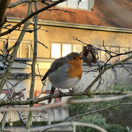 A robin sits on a tree branch outside