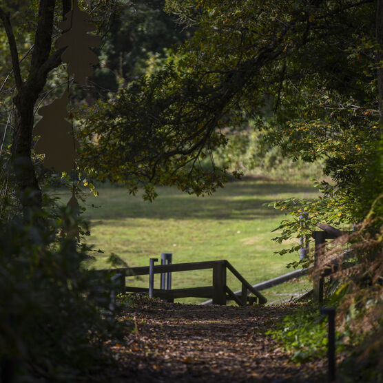 Woodland path surrounded by trees