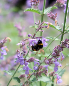 A bee on lavender