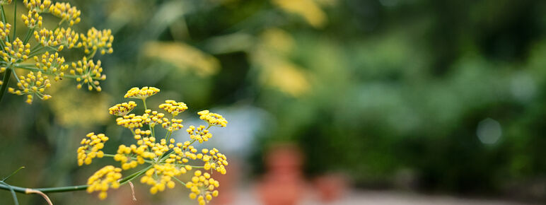Close-up of yellow flower