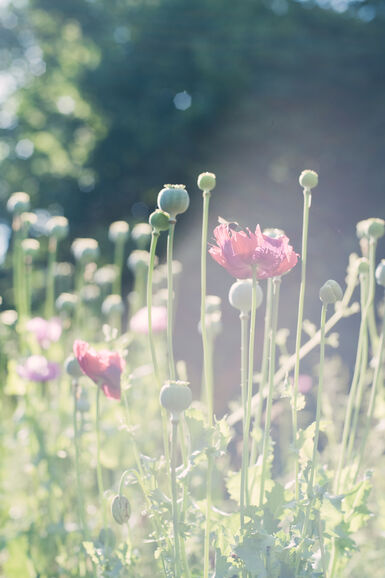 Close up of poppy flowers with lens flare