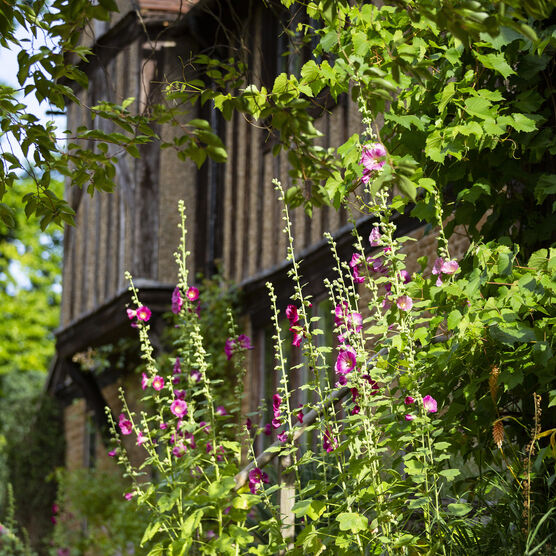 Pink flowers outside Limnerslease house